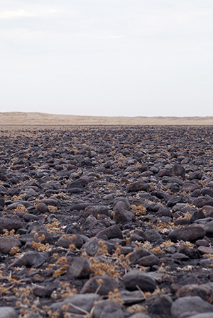 FMR_VernalPools_1_300w